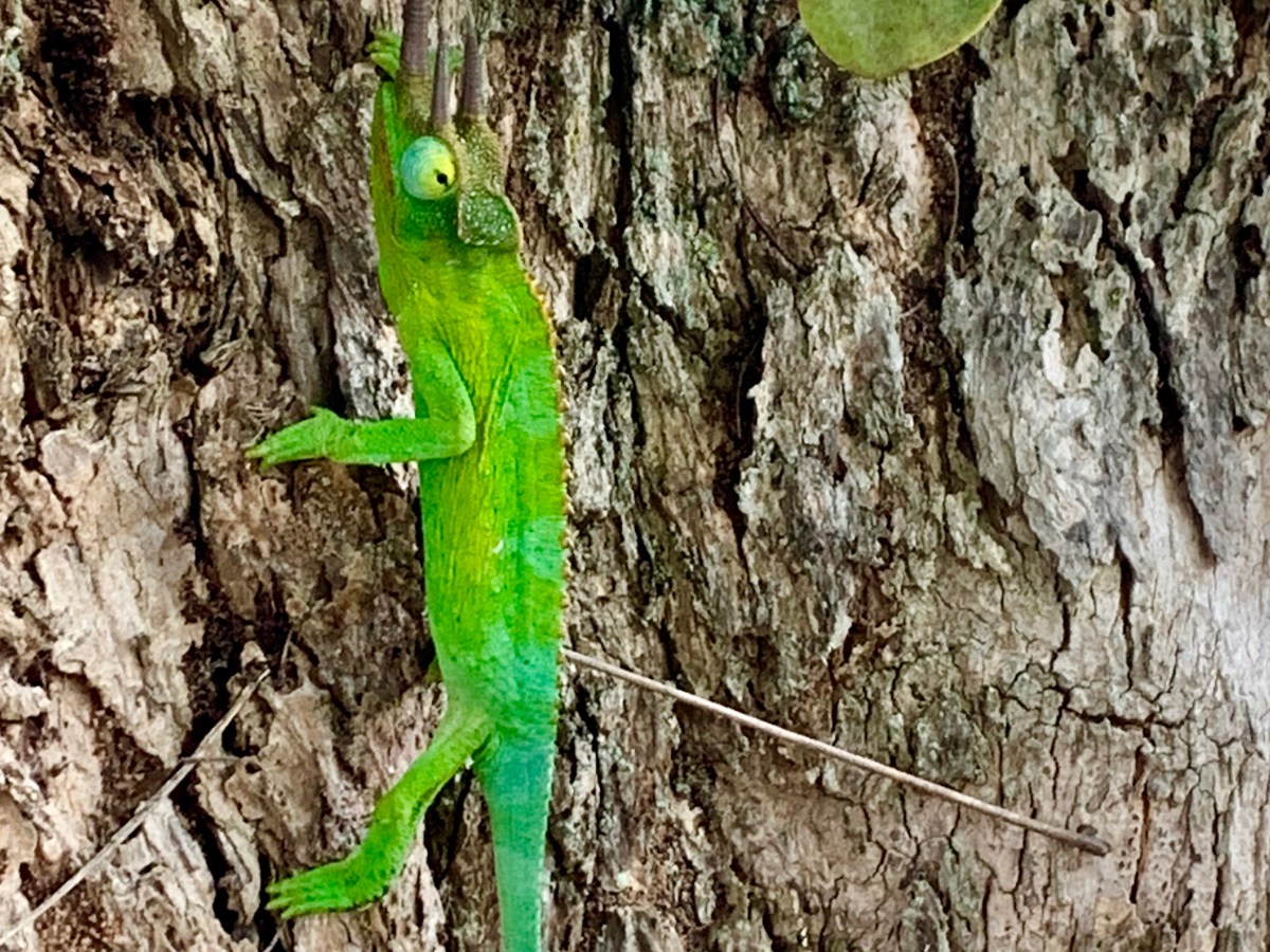 Chameleons and Coconuts