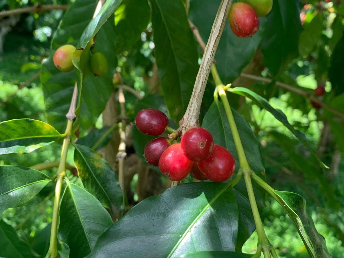 From Seed to Sip: Greenwell Farms Coffee&nbsp;Tour
