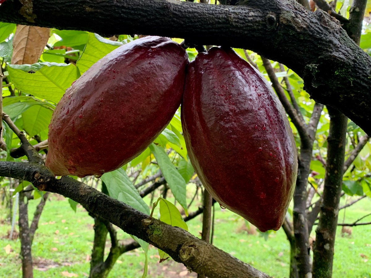 Lavaloha: Kokoleka (Chocolate) Farm&nbsp;Tour