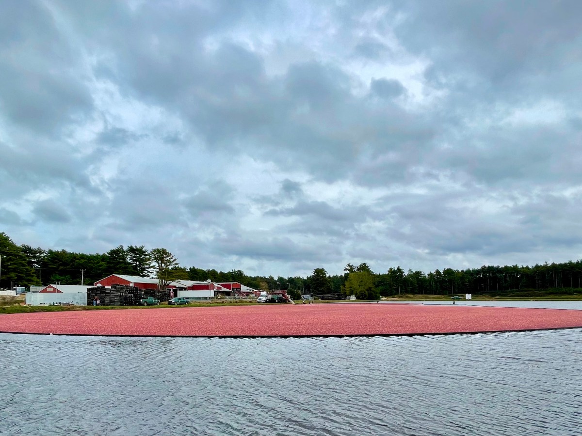 How Do Cranberries&nbsp;Grow?